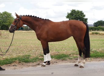 Oldenburgo, Yegua, 5 años, 166 cm, Castaño