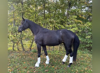 Oldenburgo, Yegua, 5 años, 166 cm, Negro