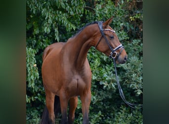 Oldenburgo, Yegua, 5 años, 167 cm, Castaño