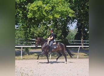 Oldenburgo, Yegua, 5 años, 167 cm, Castaño oscuro