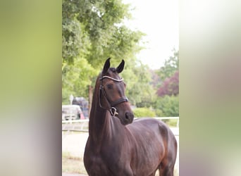 Oldenburgo, Yegua, 5 años, 167 cm, Castaño oscuro