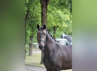 Oldenburgo, Yegua, 5 años, 167 cm, Castaño oscuro