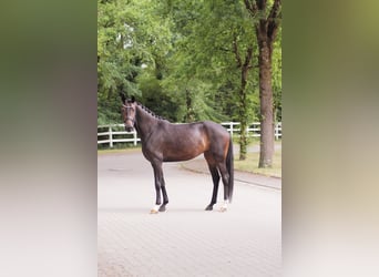 Oldenburgo, Yegua, 5 años, 167 cm, Castaño oscuro