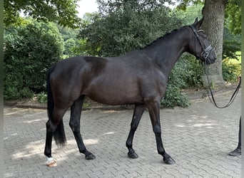Oldenburgo, Yegua, 5 años, 167 cm, Negro