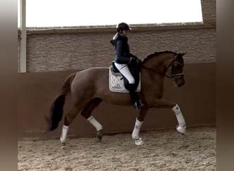 Oldenburgo, Yegua, 5 años, 168 cm, Alazán