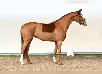 Oldenburgo, Yegua, 5 años, 168 cm, Alazán