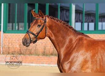 Oldenburgo, Yegua, 5 años, 168 cm, Alazán-tostado
