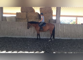 Oldenburgo, Yegua, 5 años, 168 cm, Castaño