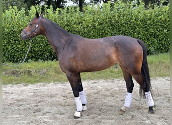 Oldenburgo, Yegua, 5 años, 168 cm, Castaño