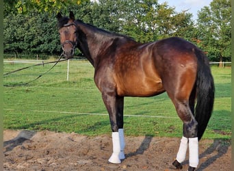 Oldenburgo, Yegua, 5 años, 168 cm, Castaño oscuro