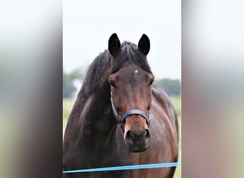 Oldenburgo, Yegua, 5 años, 168 cm, Castaño oscuro