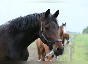 Oldenburgo, Yegua, 5 años, 168 cm, Castaño oscuro