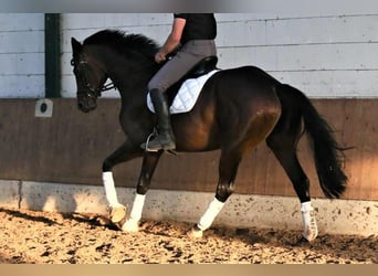 Oldenburgo, Yegua, 5 años, 168 cm, Castaño oscuro
