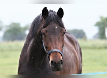 Oldenburgo, Yegua, 5 años, 168 cm, Castaño oscuro