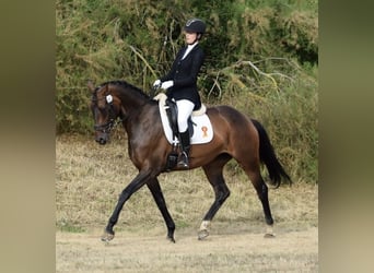 Oldenburgo, Yegua, 5 años, 169 cm, Castaño
