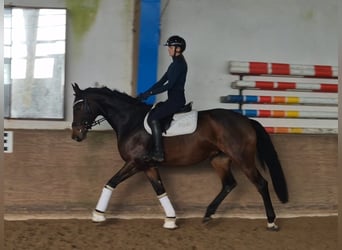 Oldenburgo, Yegua, 5 años, 169 cm, Castaño