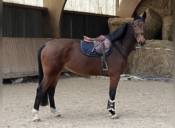 Oldenburgo, Yegua, 5 años, 169 cm, Castaño