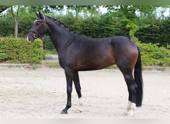 Oldenburgo, Yegua, 5 años, 169 cm, Castaño oscuro