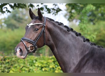 Oldenburgo, Yegua, 5 años, 169 cm, Castaño oscuro