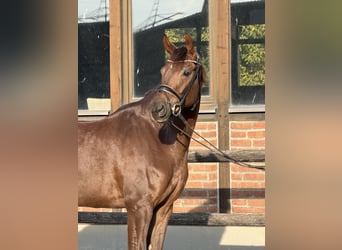 Oldenburgo, Yegua, 5 años, 170 cm, Alazán-tostado