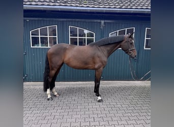 Oldenburgo, Yegua, 5 años, 170 cm, Castaño