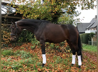 Oldenburgo, Yegua, 5 años, 170 cm, Castaño oscuro