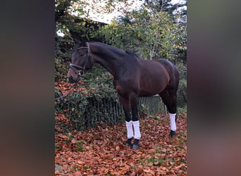 Oldenburgo, Yegua, 5 años, 170 cm, Castaño oscuro