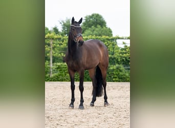 Oldenburgo, Yegua, 5 años, 170 cm, Castaño oscuro
