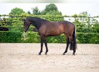 Oldenburgo, Yegua, 5 años, 170 cm, Castaño oscuro