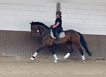 Oldenburgo, Yegua, 5 años, 170 cm, Castaño oscuro