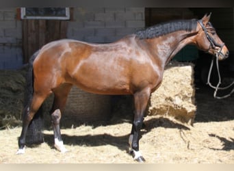 Oldenburgo, Yegua, 5 años, 171 cm, Castaño oscuro