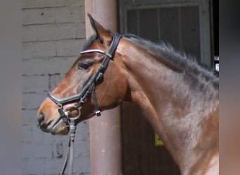 Oldenburgo, Yegua, 5 años, 171 cm, Castaño oscuro