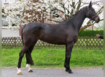 Oldenburgo, Yegua, 5 años, 171 cm, Morcillo