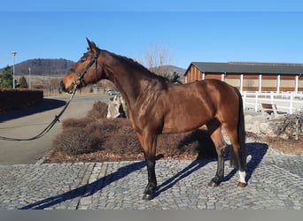 Oldenburgo, Yegua, 5 años, 172 cm, Castaño