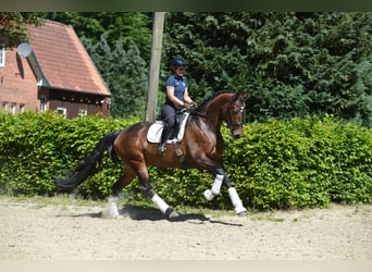 Oldenburgo, Yegua, 5 años, 172 cm, Castaño oscuro