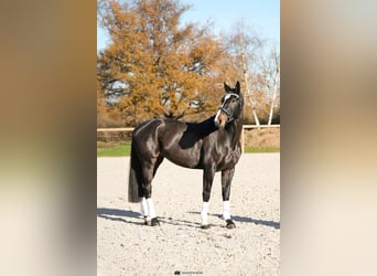 Oldenburgo, Yegua, 5 años, 172 cm, Castaño oscuro