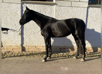 Oldenburgo, Yegua, 5 años, 173 cm, Negro