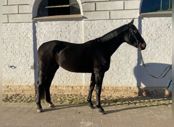 Oldenburgo, Yegua, 5 años, 173 cm, Negro