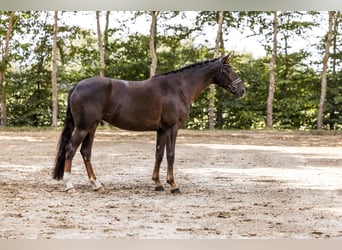 Oldenburgo, Yegua, 5 años, 174 cm, Alazán-tostado