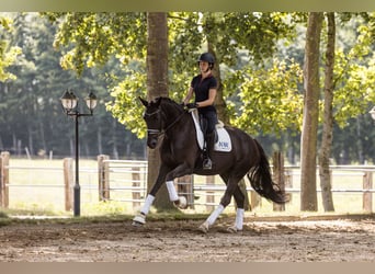 Oldenburgo, Yegua, 5 años, 174 cm, Alazán-tostado