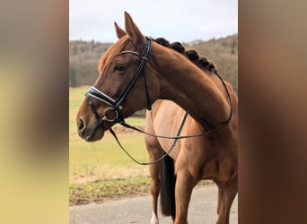 Oldenburgo, Yegua, 5 años, 175 cm, Alazán-tostado