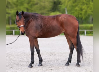 Oldenburgo, Yegua, 5 años, 179 cm, Castaño