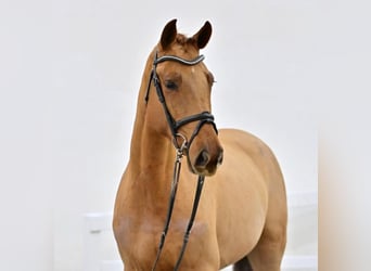 Oldenburgo, Yegua, 5 años, Alazán rojizo