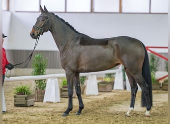Oldenburgo, Yegua, 5 años, Castaño