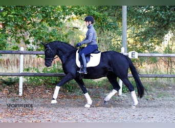 Oldenburgo, Yegua, 6 años, 160 cm, Negro
