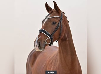 Oldenburgo, Yegua, 6 años, 161 cm, Alazán-tostado