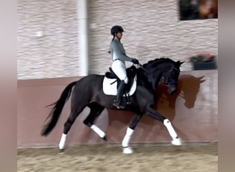 Oldenburgo, Yegua, 6 años, 163 cm, Castaño oscuro