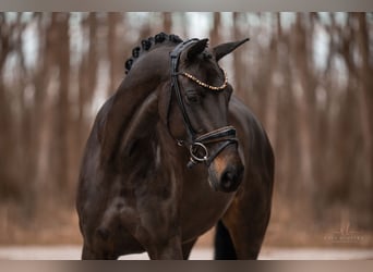 Oldenburgo, Yegua, 6 años, 163 cm, Castaño oscuro