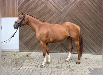 Oldenburgo, Yegua, 6 años, 164 cm, Alazán Oldenburgo, Yegua, 6 años, 164 cm, Alazán