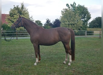 Oldenburgo, Yegua, 6 años, 164 cm, Alazán-tostado